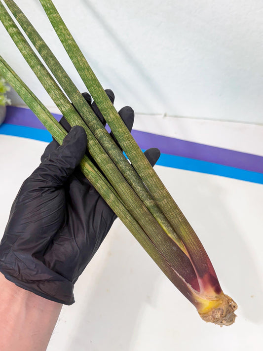Sansevieria Kum (pp) (19) | New Imported Hybrids