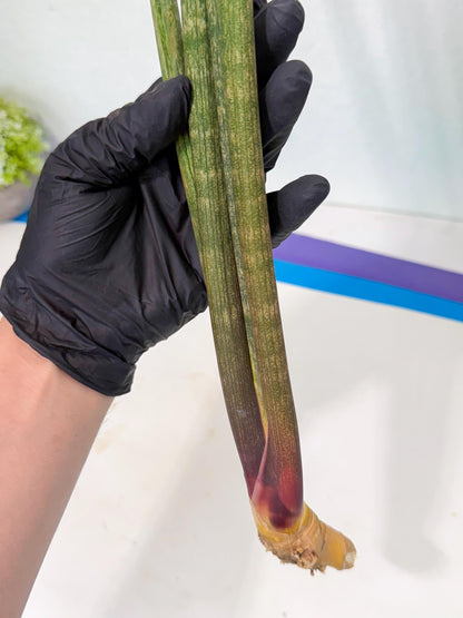 Sansevieria Kum (pp) (19) | New Imported Hybrids