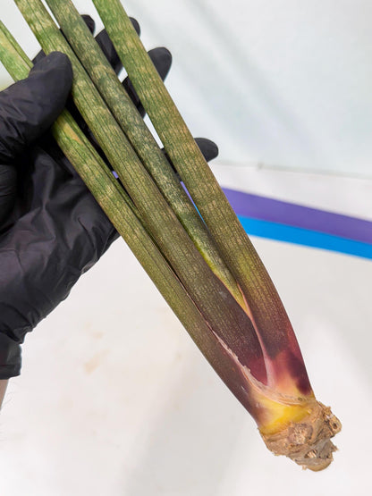 Sansevieria Kum (pp) (19) | New Imported Hybrids