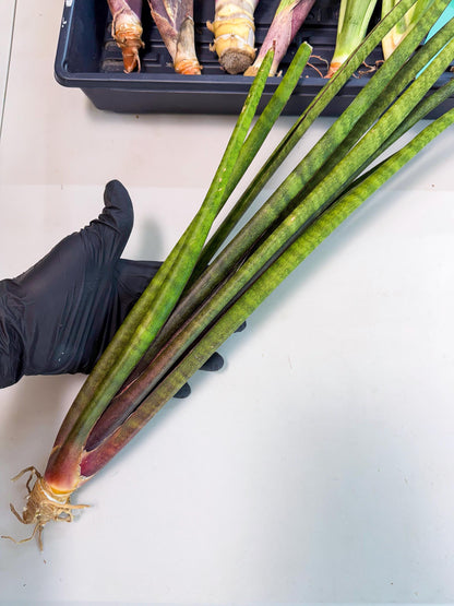 Sansevieria Yaprak (gg) (1) | New Imported Hybrids