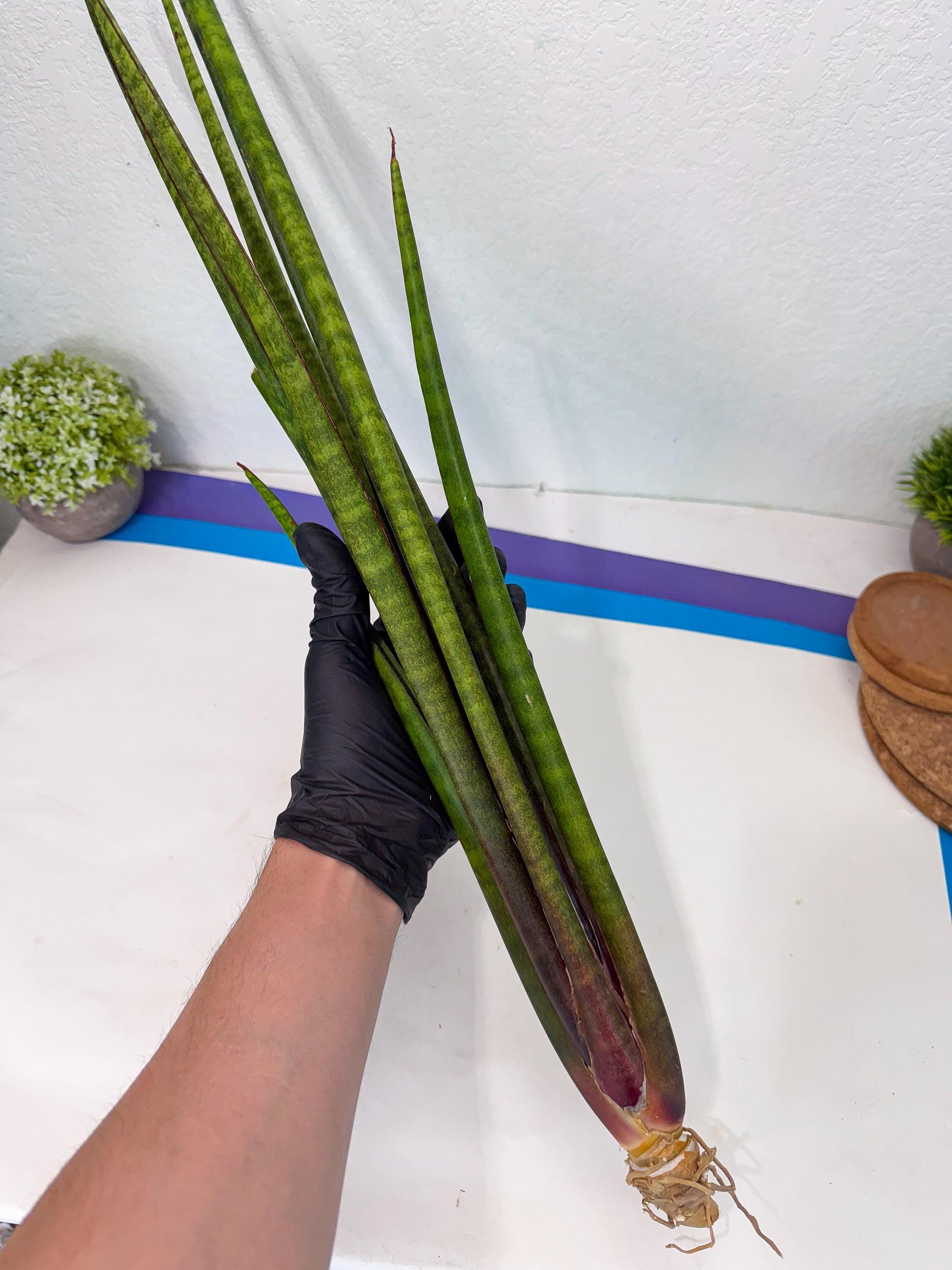 Sansevieria Yaprak (gg) (1) | New Imported Hybrids