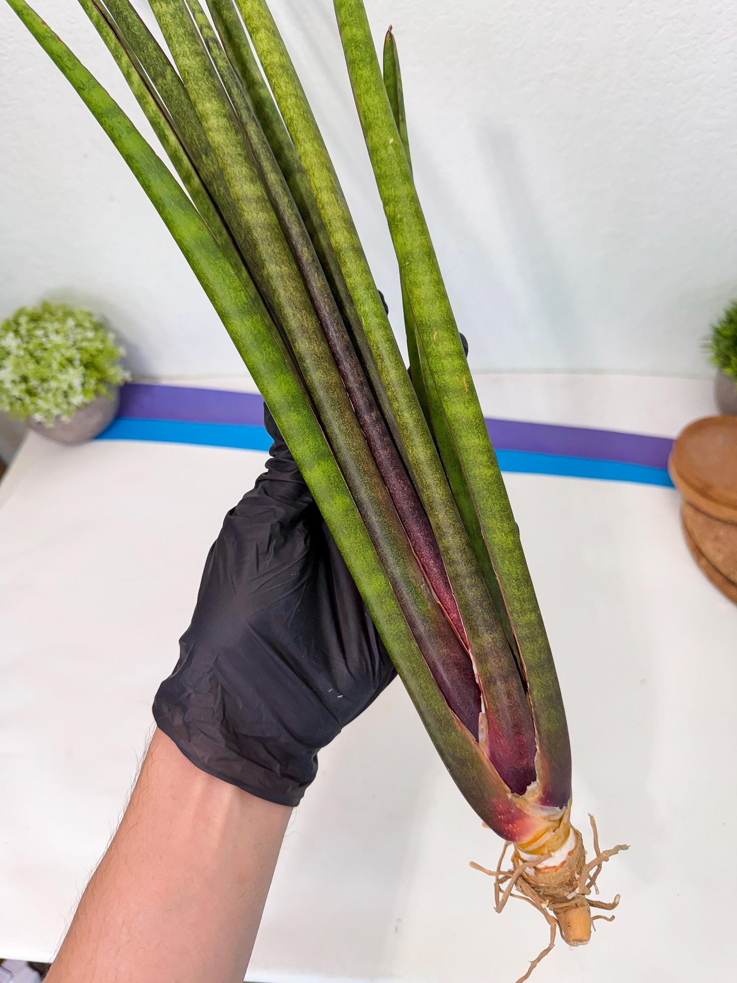 Sansevieria Yaprak (gg) (1) | New Imported Hybrids