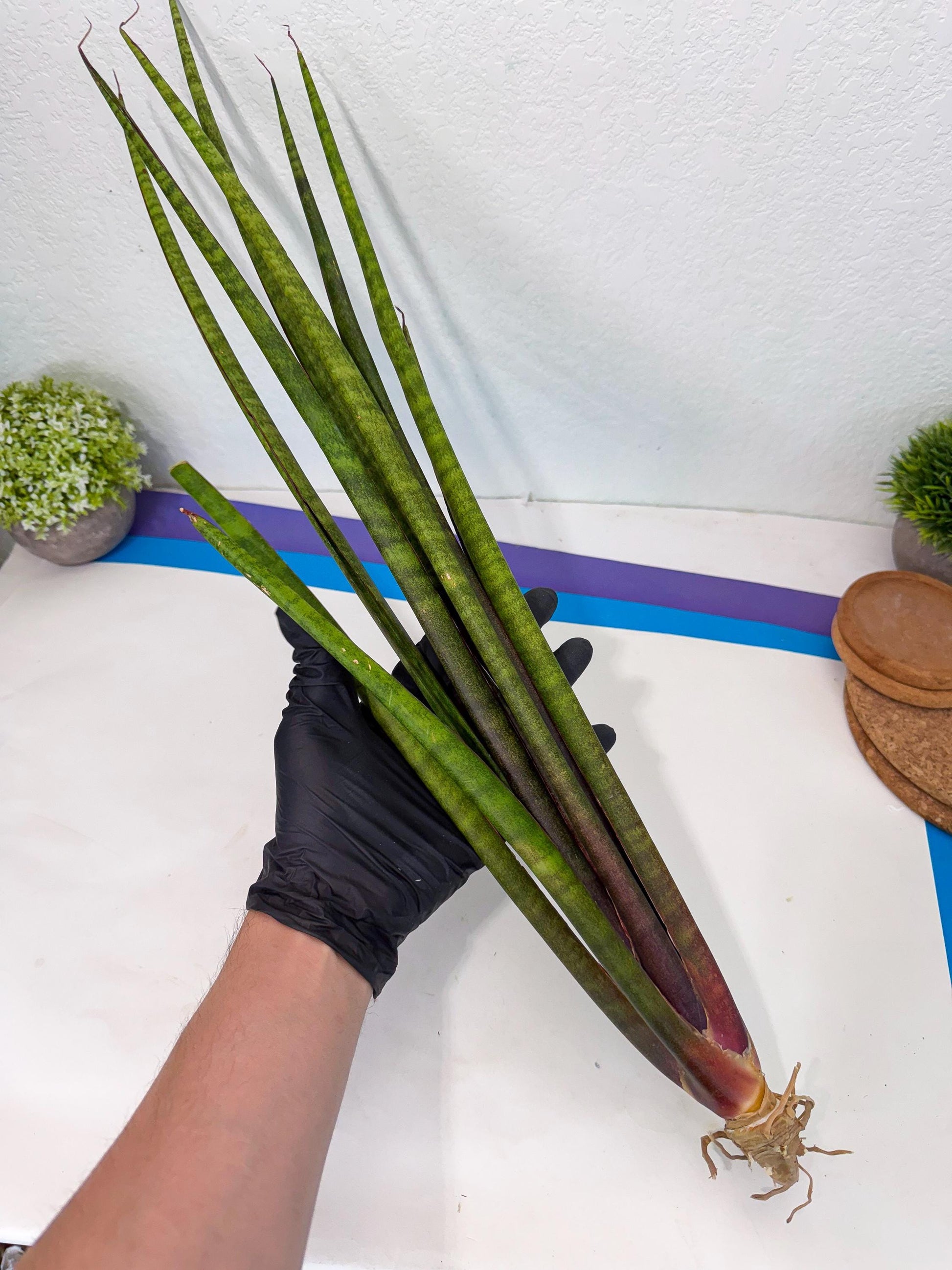 Sansevieria Yaprak (gg) (1) | New Imported Hybrids
