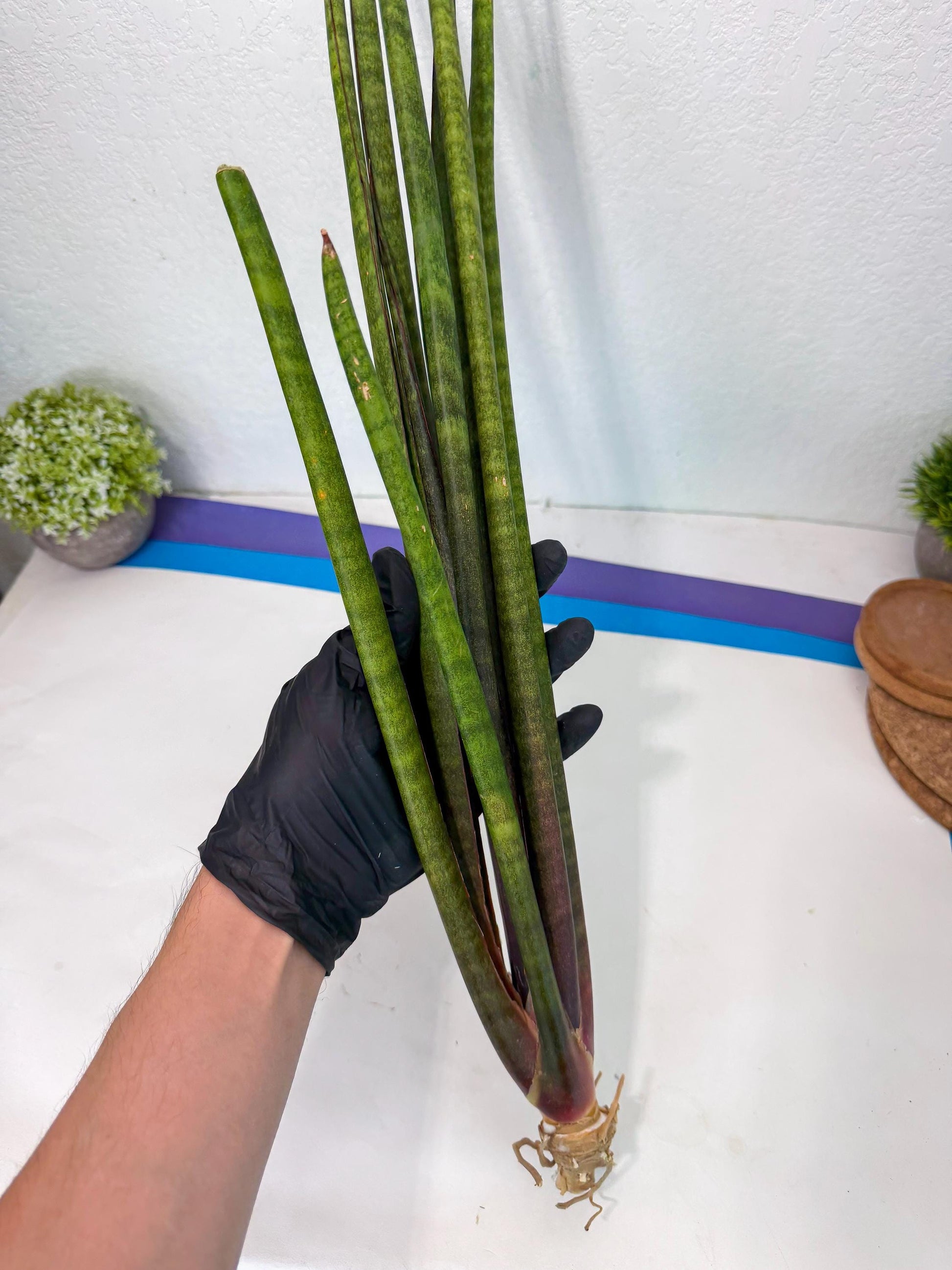Sansevieria Yaprak (gg) (1) | New Imported Hybrids