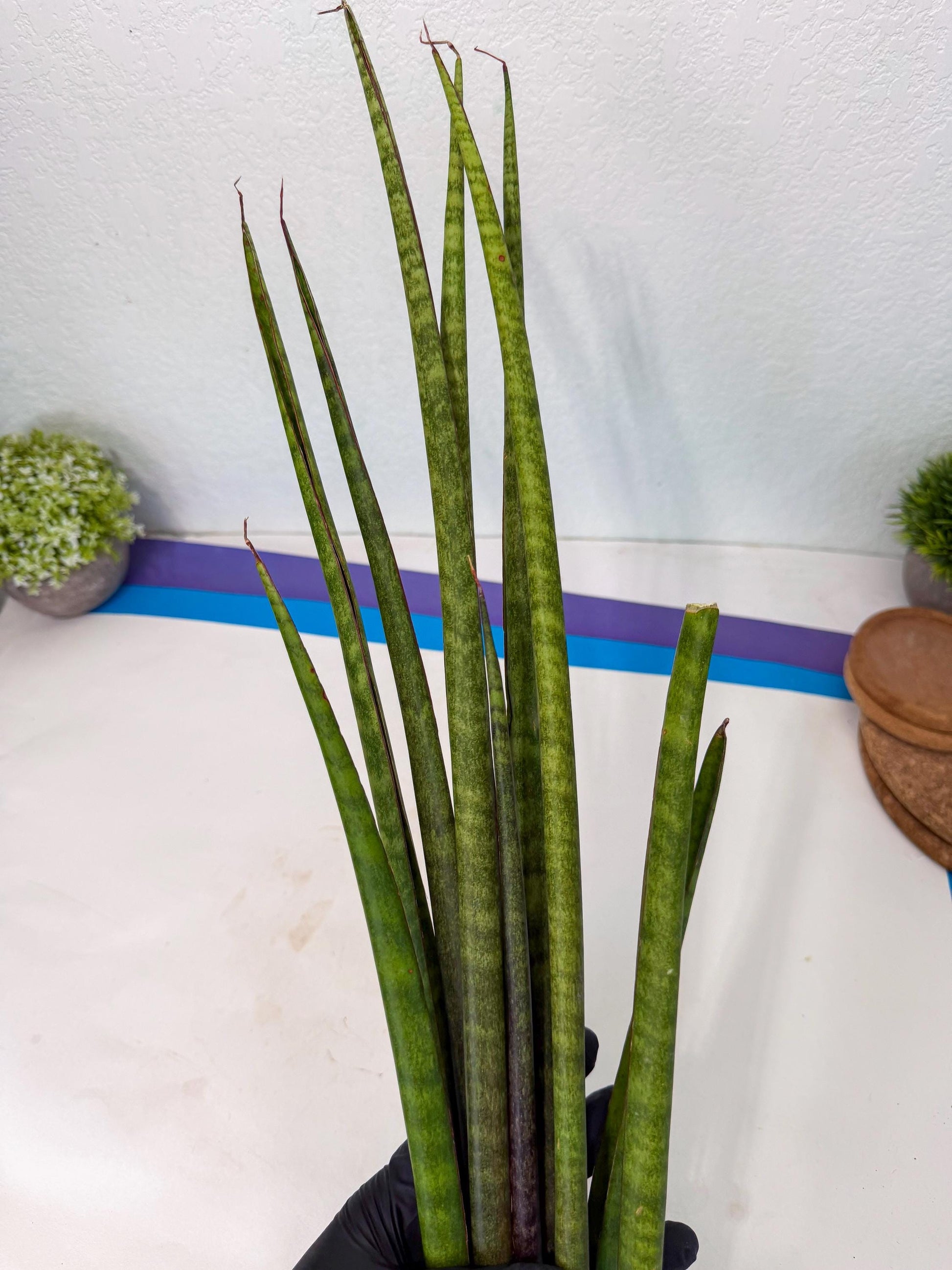 Sansevieria Yaprak (gg) (1) | New Imported Hybrids