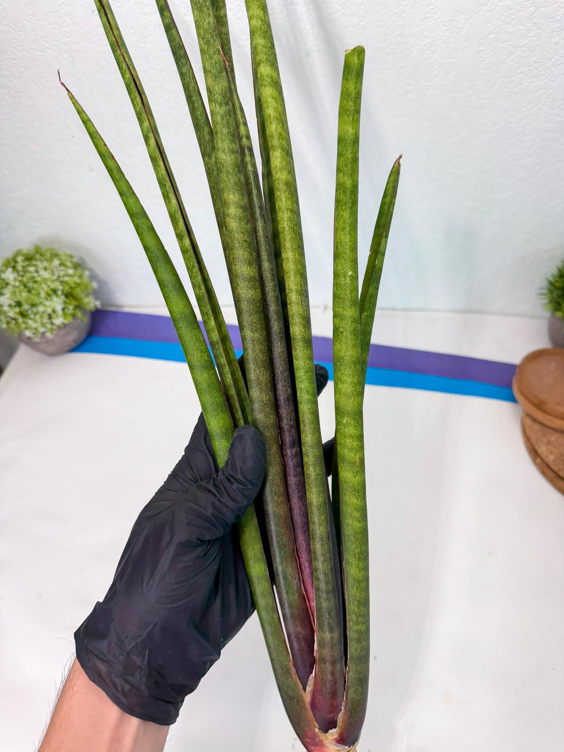 Sansevieria Yaprak (gg) (1) | New Imported Hybrids