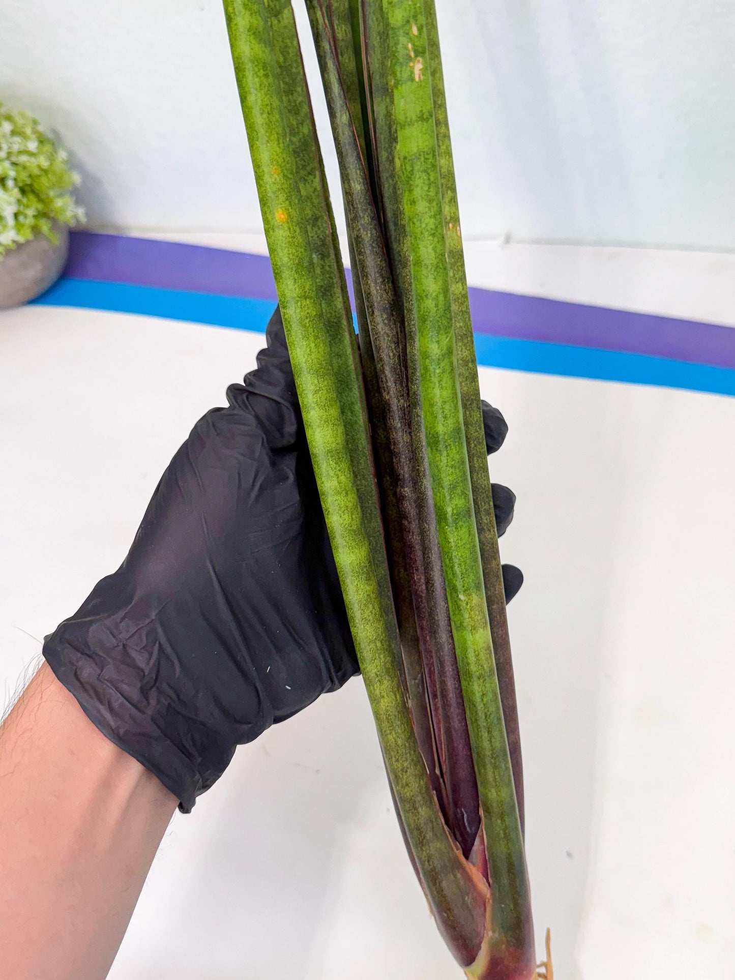 Sansevieria Yaprak (gg) (1) | New Imported Hybrids