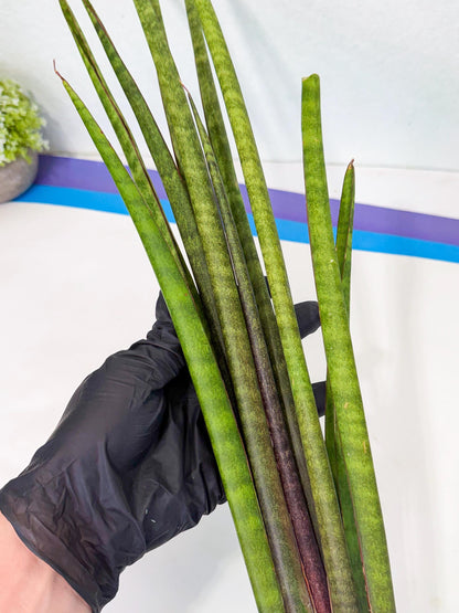 Sansevieria Yaprak (gg) (1) | New Imported Hybrids