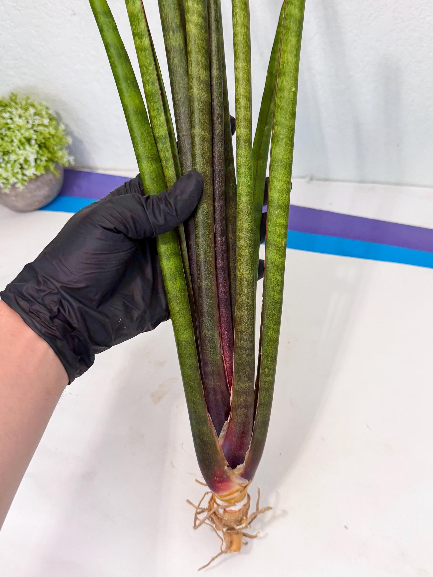 Sansevieria Yaprak (gg) (1) | New Imported Hybrids