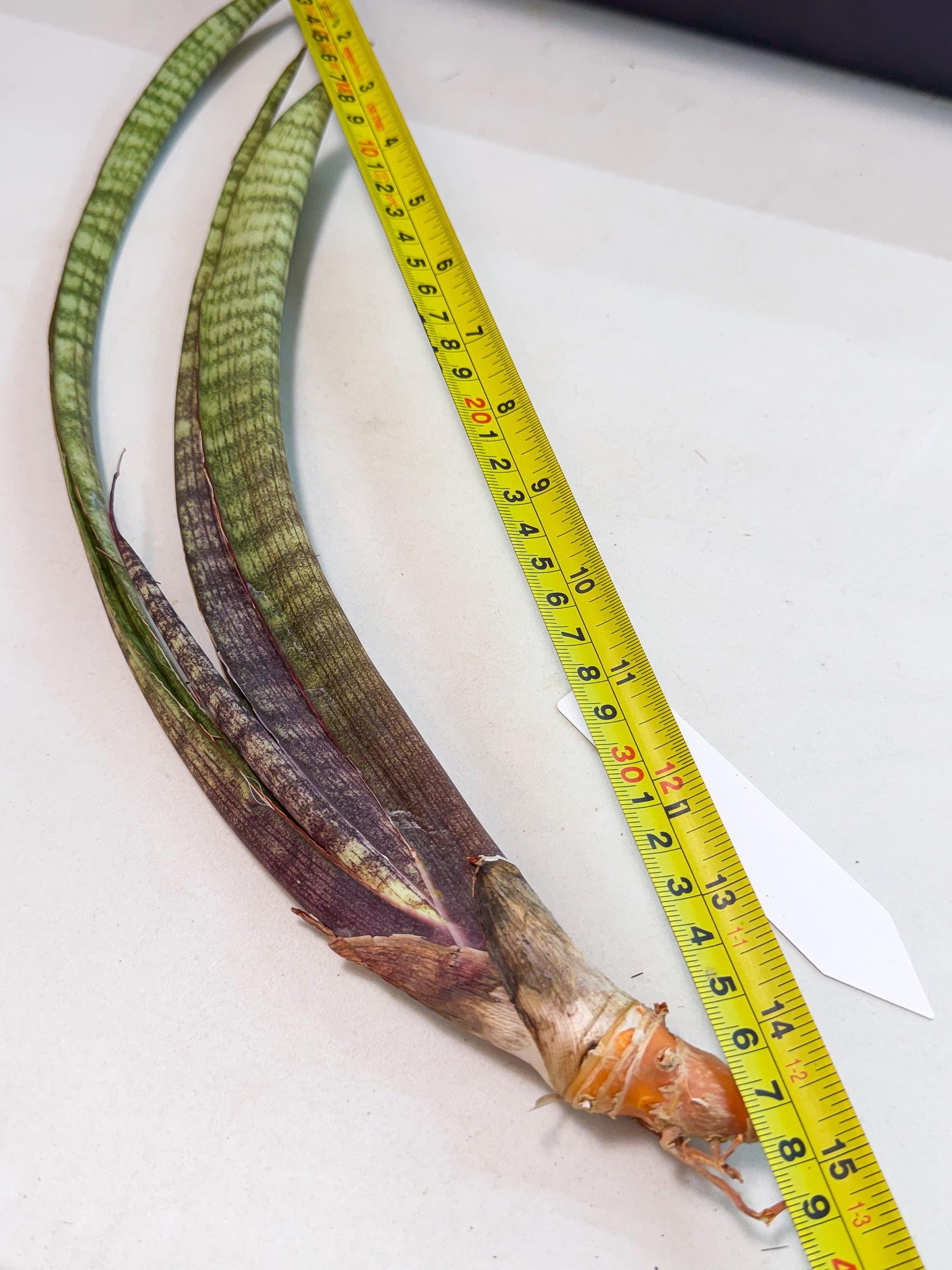 Sansevieria Yaprak (gg) (2) | New Imported Hybrids