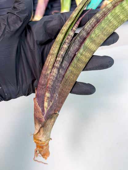 Sansevieria Yaprak (gg) (2) | New Imported Hybrids