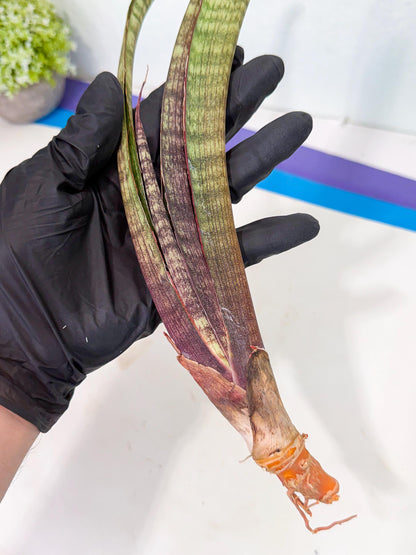 Sansevieria Yaprak (gg) (2) | New Imported Hybrids