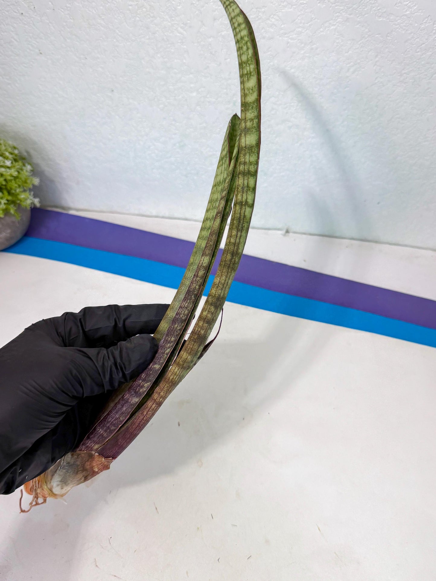 Sansevieria Yaprak (gg) (2) | New Imported Hybrids