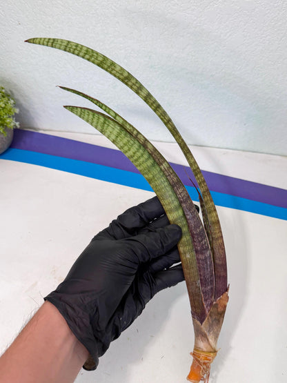 Sansevieria Yaprak (gg) (2) | New Imported Hybrids