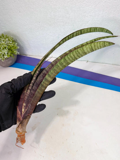 Sansevieria Yaprak (gg) (2) | New Imported Hybrids