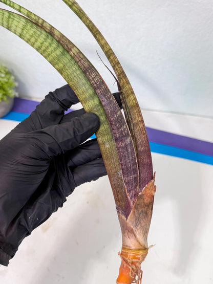 Sansevieria Yaprak (gg) (2) | New Imported Hybrids