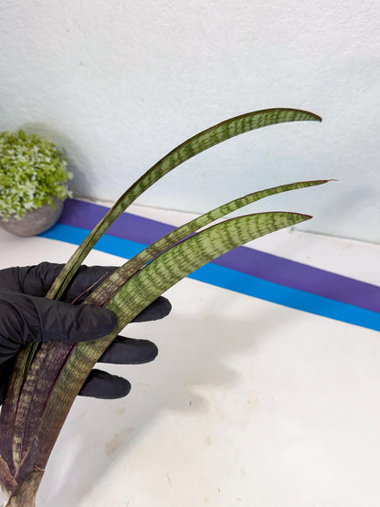 Sansevieria Yaprak (gg) (2) | New Imported Hybrids