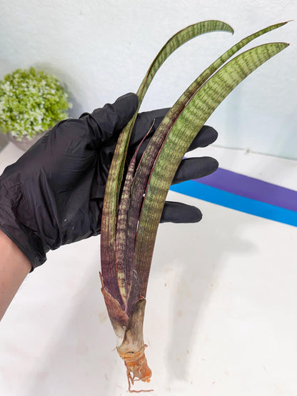 Sansevieria Yaprak (gg) (2) | New Imported Hybrids