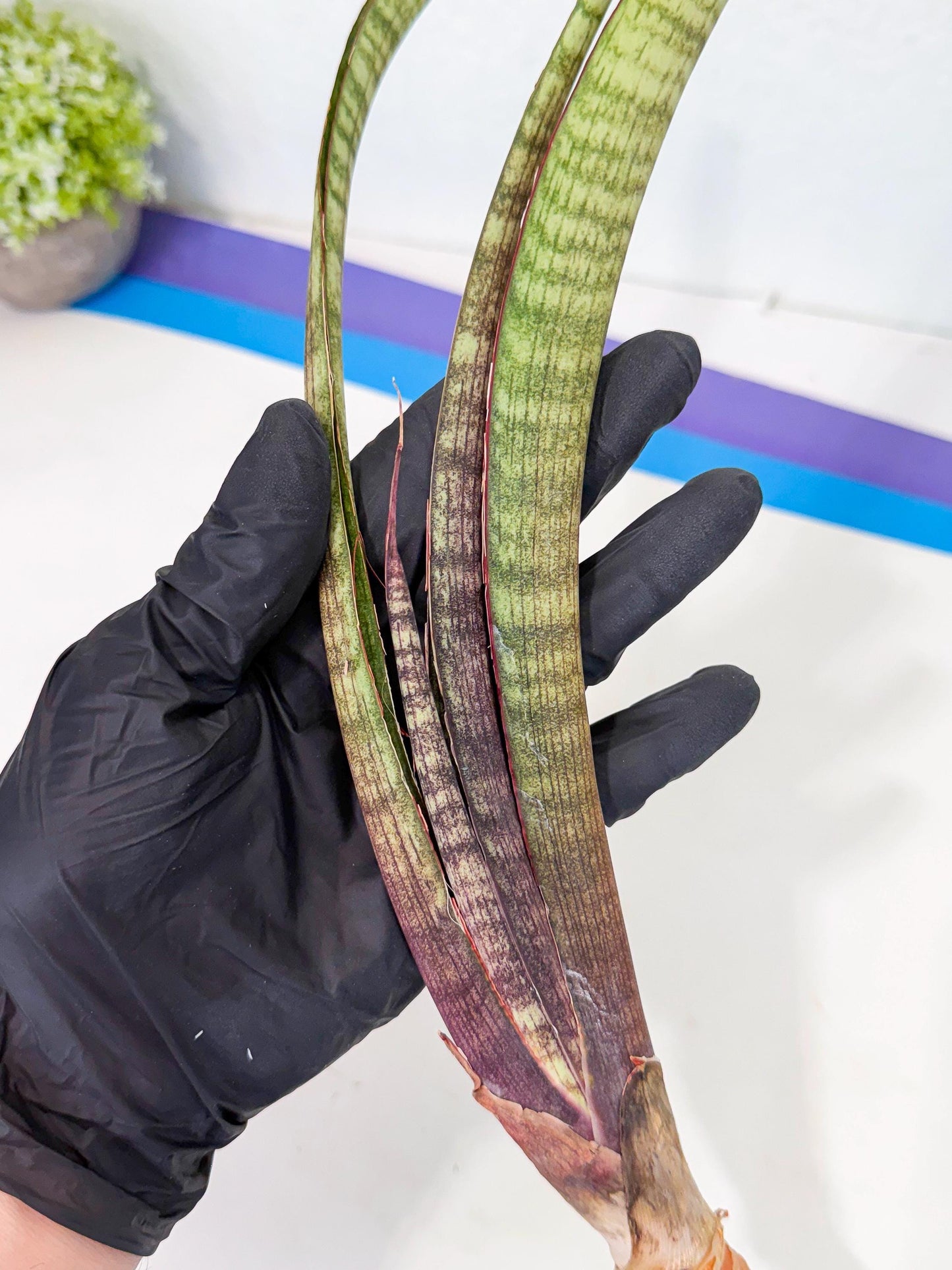 Sansevieria Yaprak (gg) (2) | New Imported Hybrids
