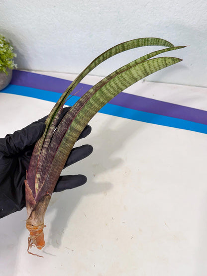 Sansevieria Yaprak (gg) (2) | New Imported Hybrids