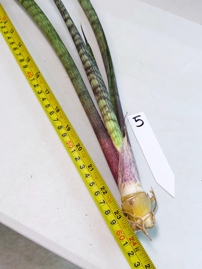 Sansevieria Beyers Scrab (gg) (5) | New Imported Hybrids