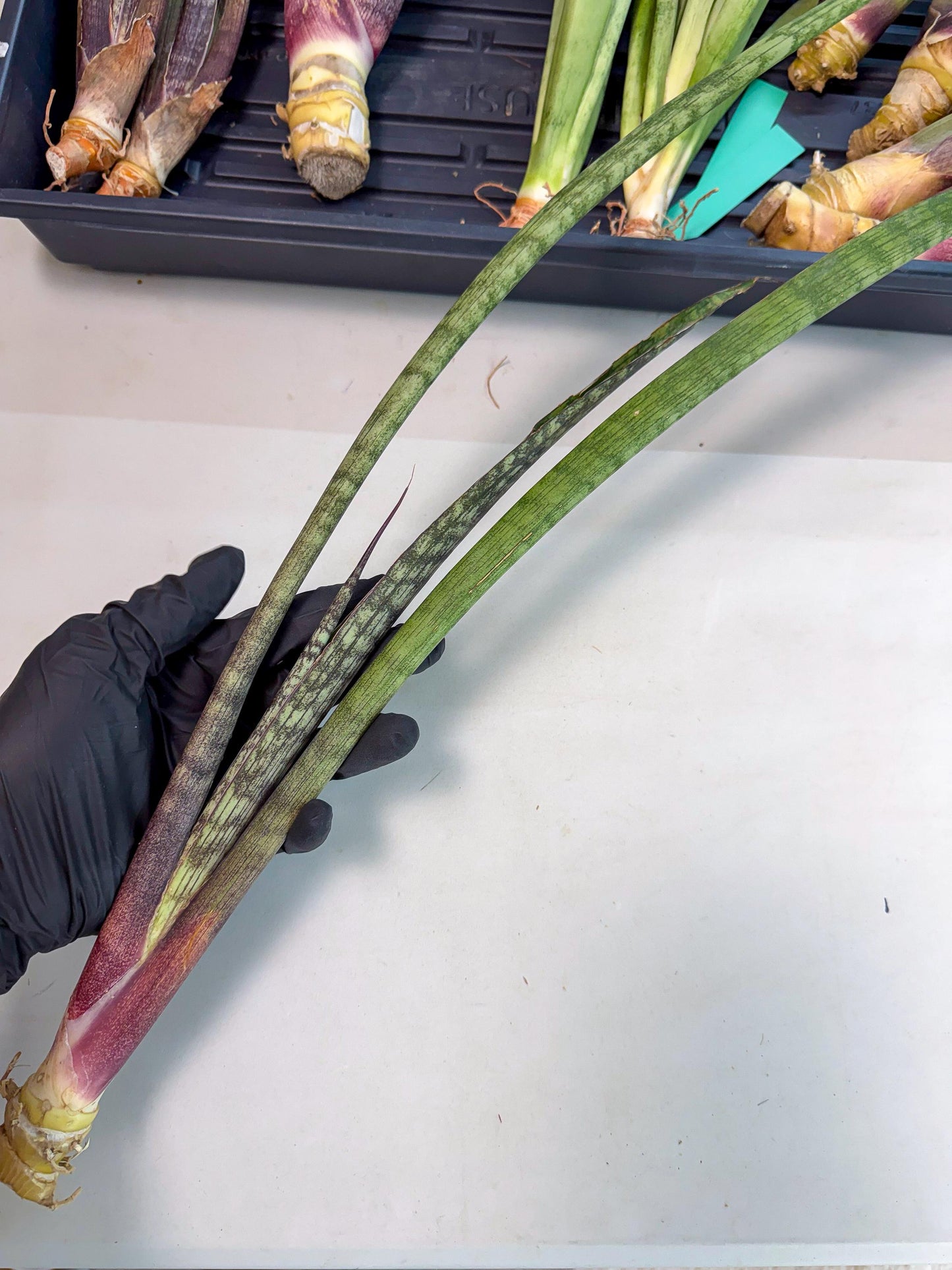 Sansevieria Beyers Scrab (gg) (5) | New Imported Hybrids