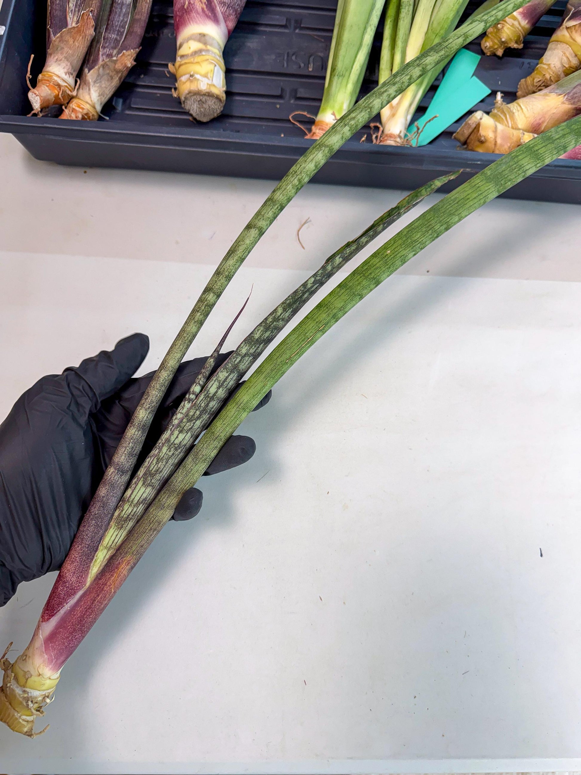 Sansevieria Beyers Scrab (gg) (5) | New Imported Hybrids