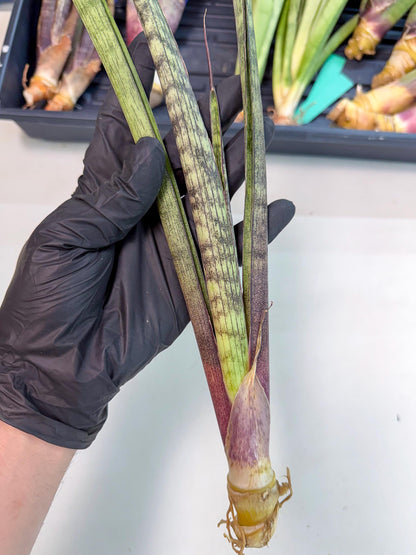 Sansevieria Beyers Scrab (gg) (5) | New Imported Hybrids