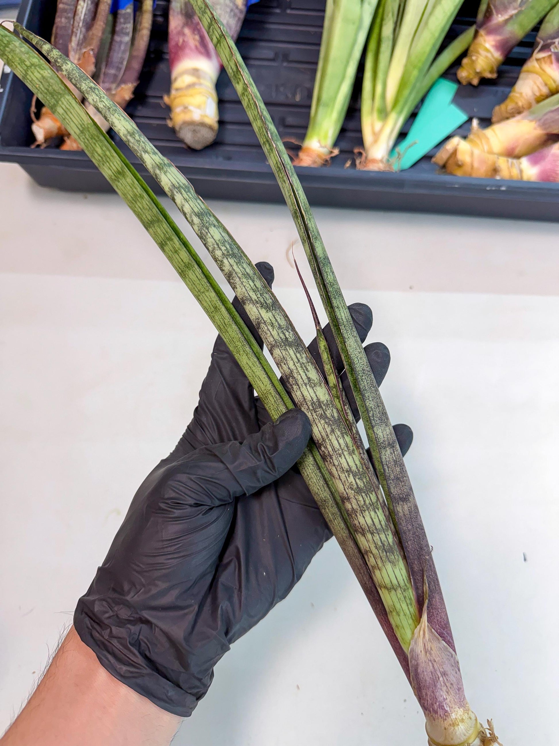 Sansevieria Beyers Scrab (gg) (5) | New Imported Hybrids