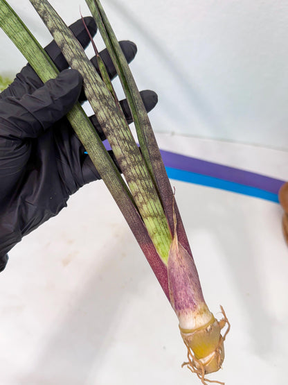 Sansevieria Beyers Scrab (gg) (5) | New Imported Hybrids