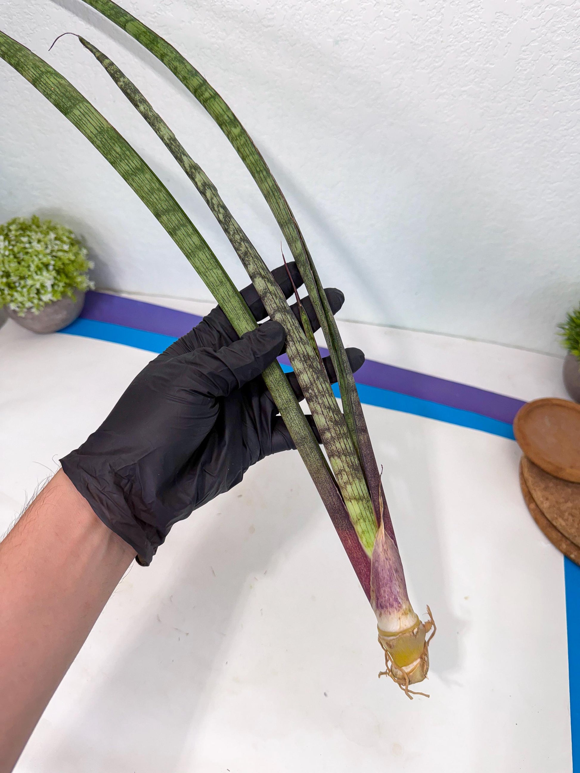 Sansevieria Beyers Scrab (gg) (5) | New Imported Hybrids