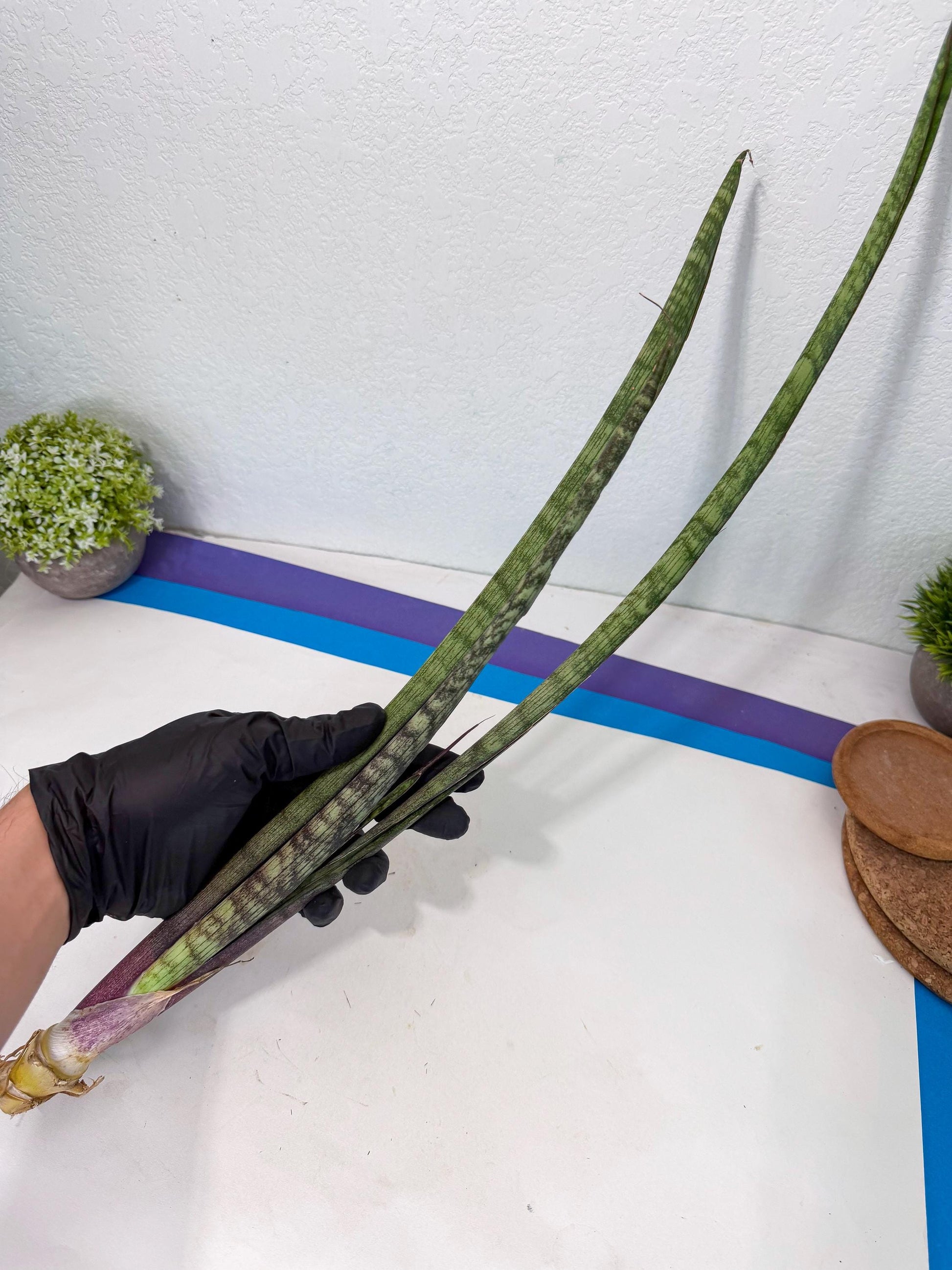 Sansevieria Beyers Scrab (gg) (5) | New Imported Hybrids