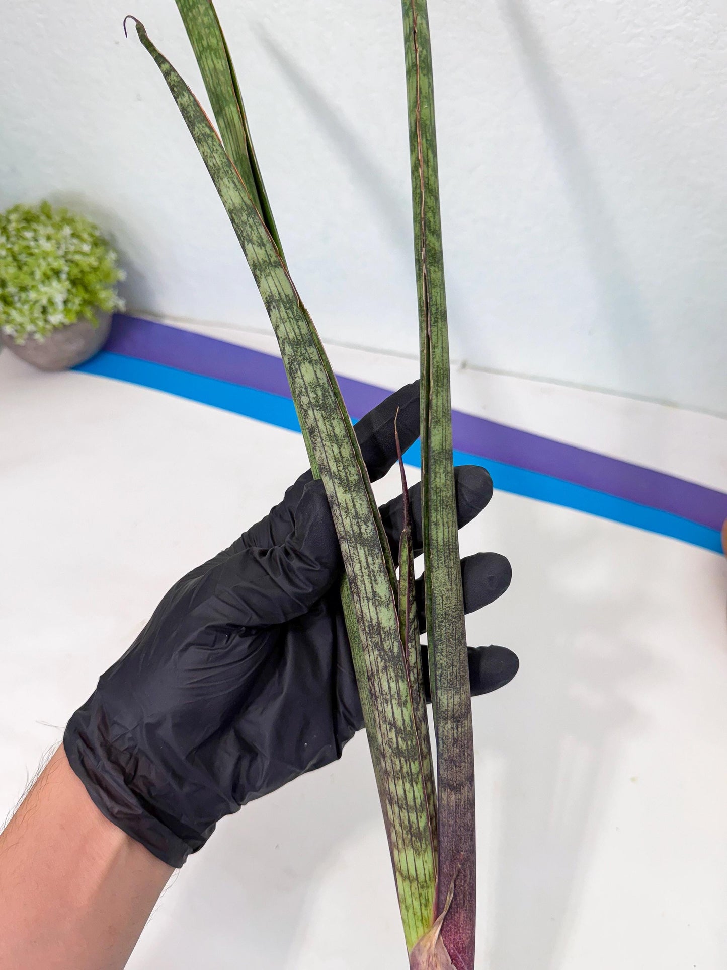 Sansevieria Beyers Scrab (gg) (5) | New Imported Hybrids