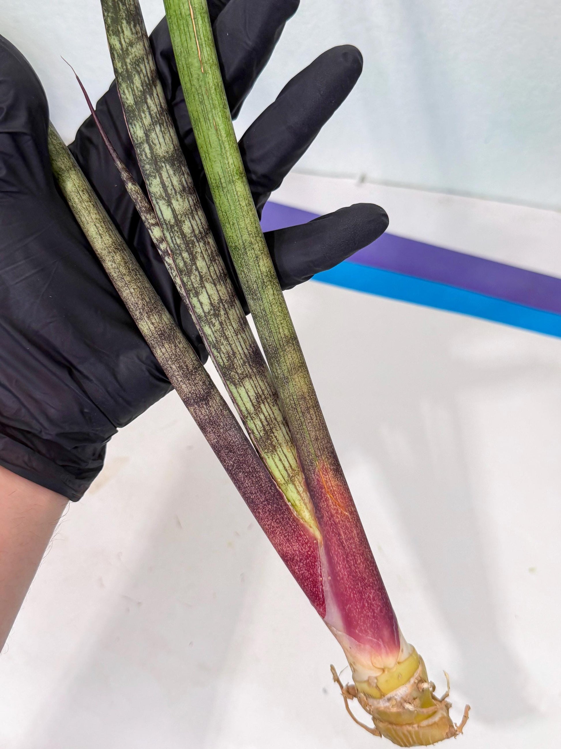 Sansevieria Beyers Scrab (gg) (5) | New Imported Hybrids