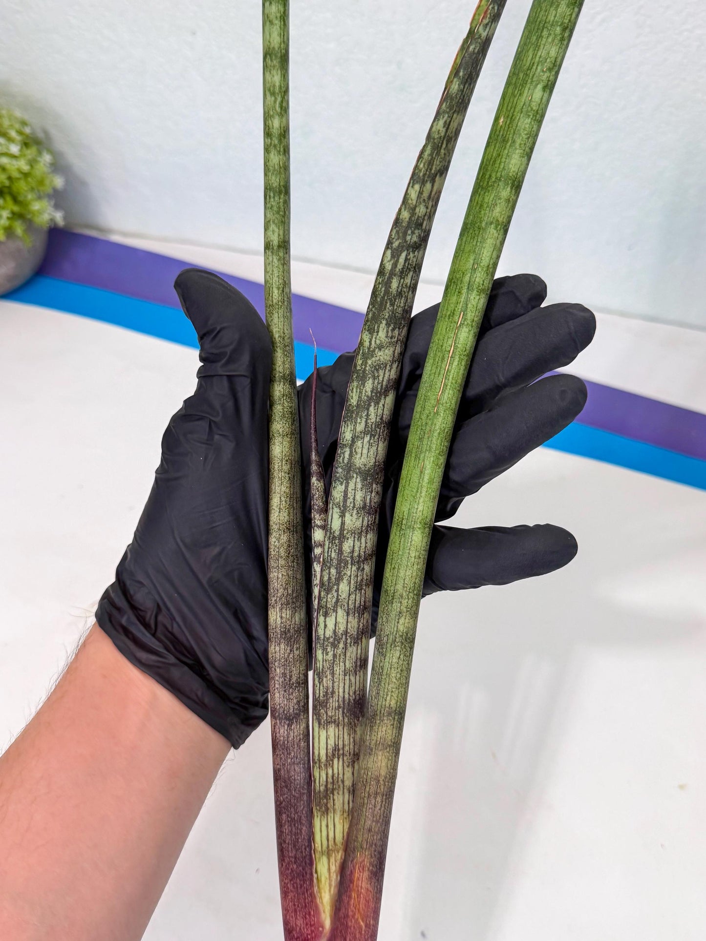 Sansevieria Beyers Scrab (gg) (5) | New Imported Hybrids