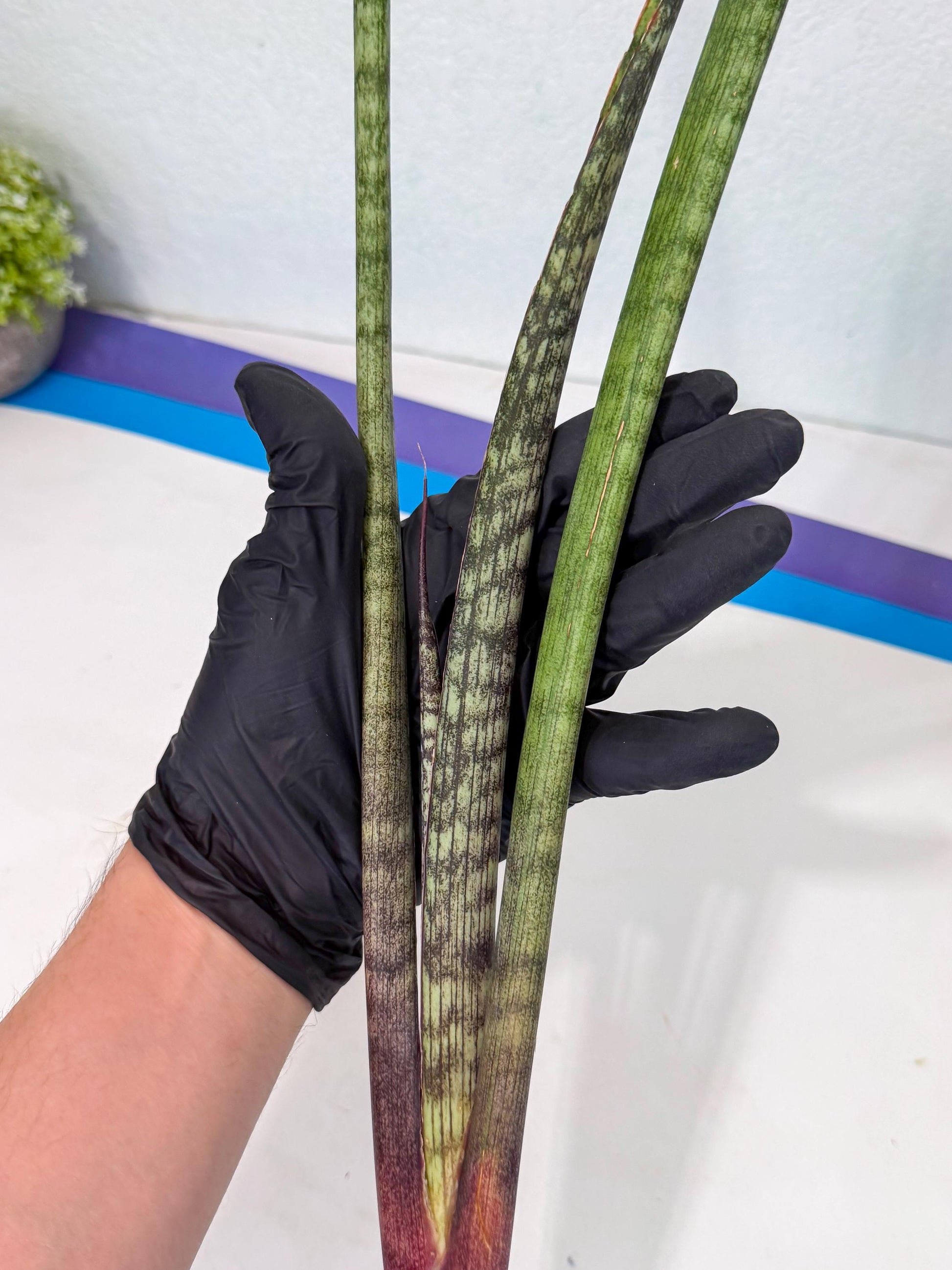 Sansevieria Beyers Scrab (gg) (5) | New Imported Hybrids