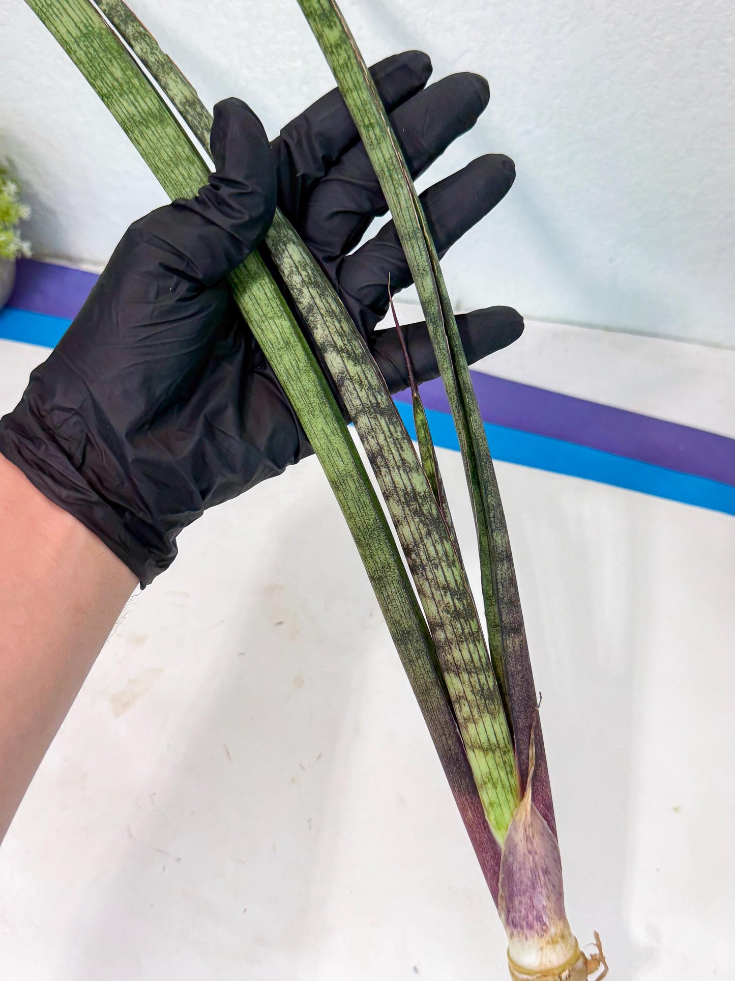 Sansevieria Beyers Scrab (gg) (5) | New Imported Hybrids
