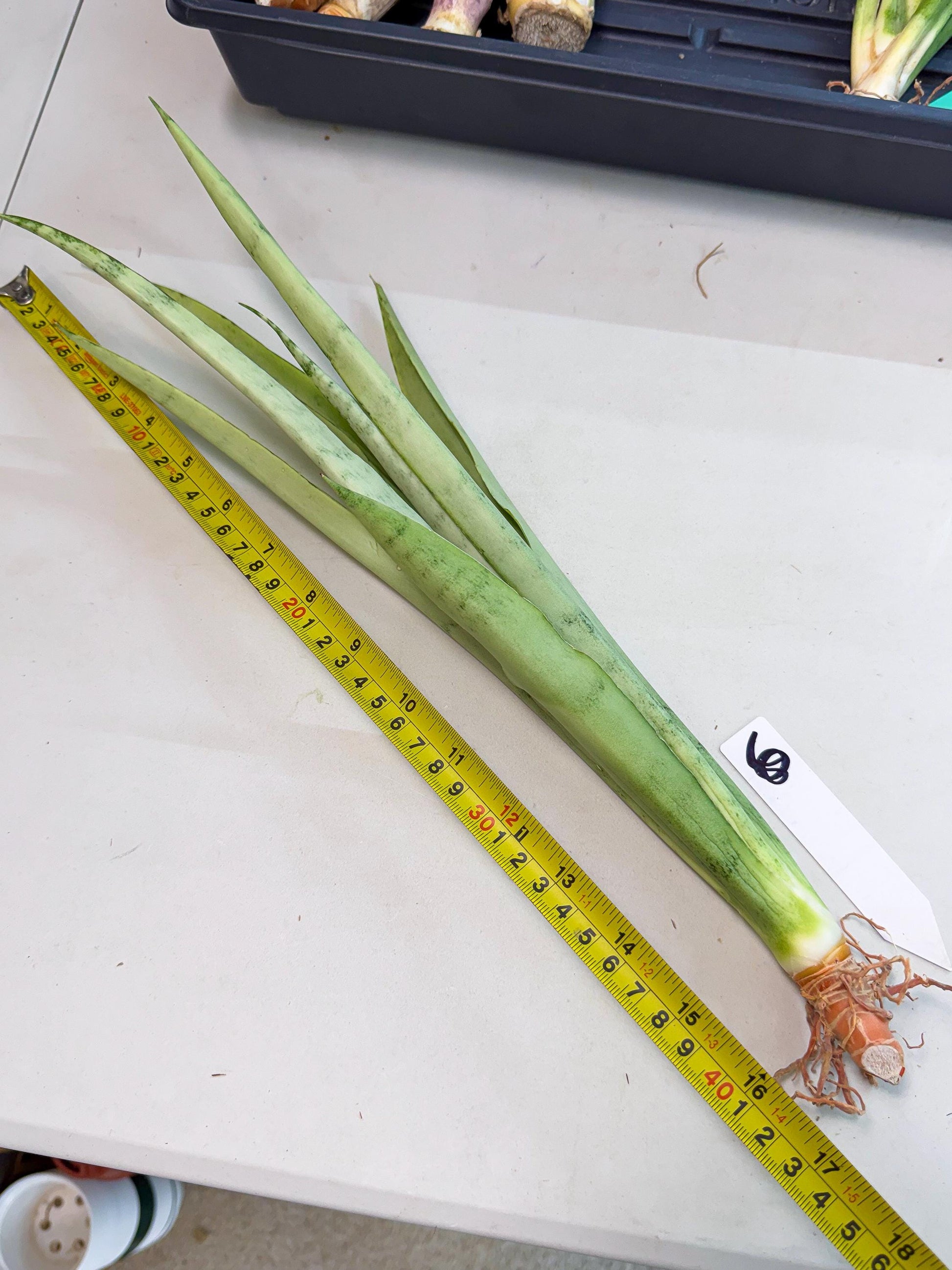 Sansevieria Kamakiri (gg) (6) | New Imported Hybrids