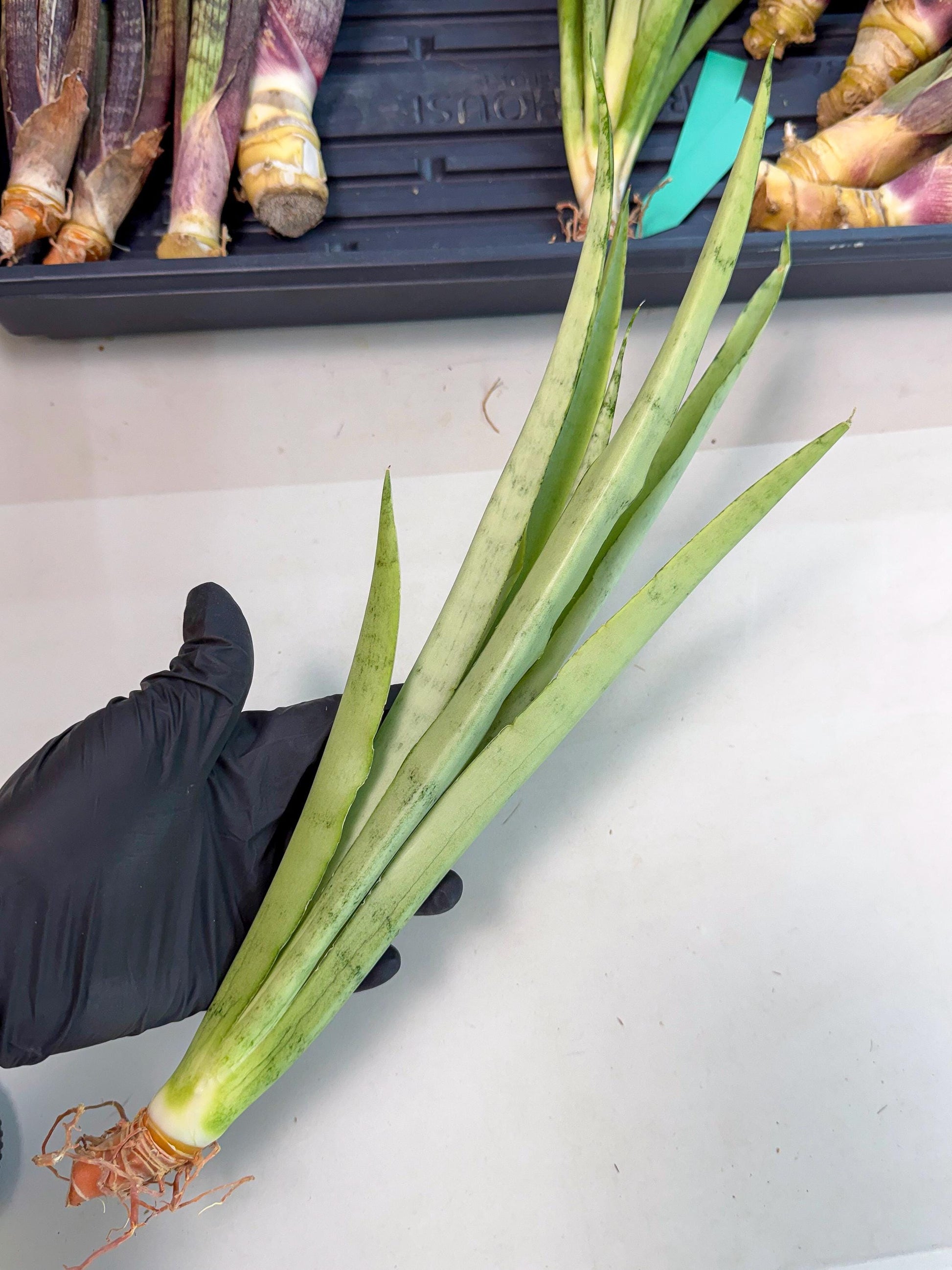 Sansevieria Kamakiri (gg) (6) | New Imported Hybrids