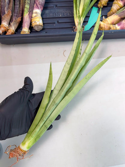 Sansevieria Kamakiri (gg) (6) | New Imported Hybrids