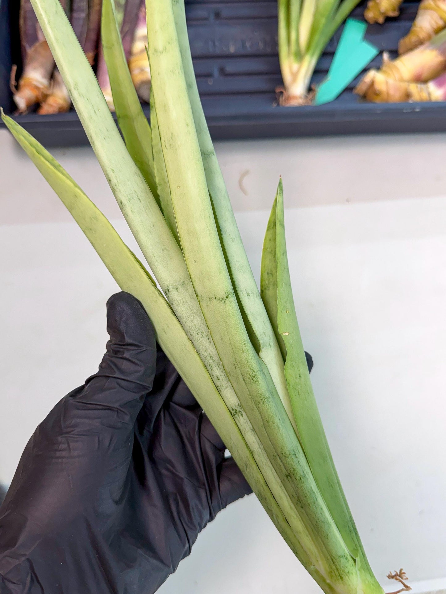 Sansevieria Kamakiri (gg) (6) | New Imported Hybrids