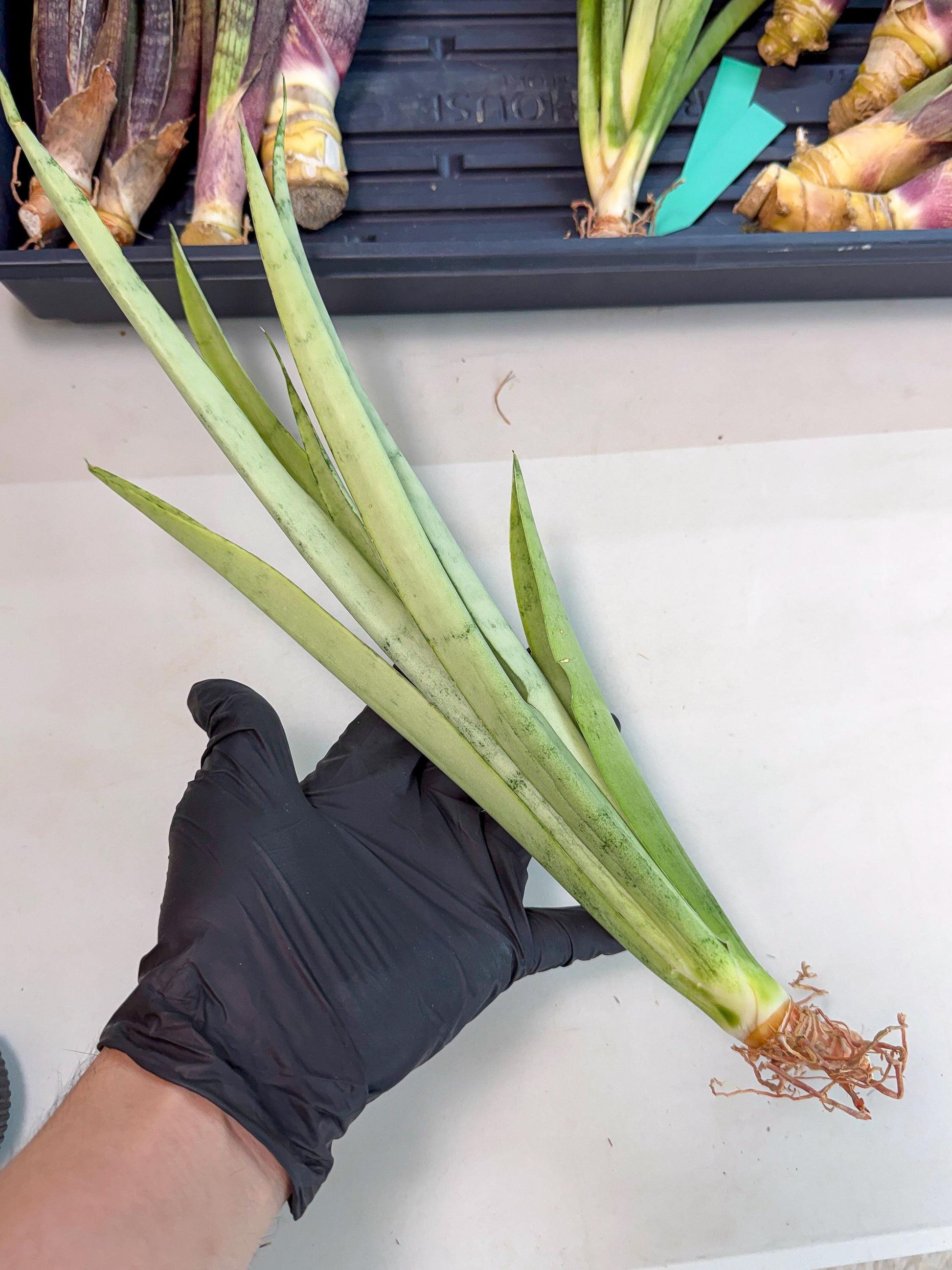 Sansevieria Kamakiri (gg) (6) | New Imported Hybrids