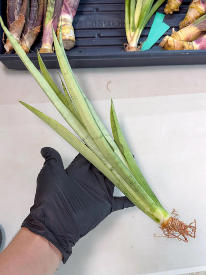 Sansevieria Kamakiri (gg) (6) | New Imported Hybrids