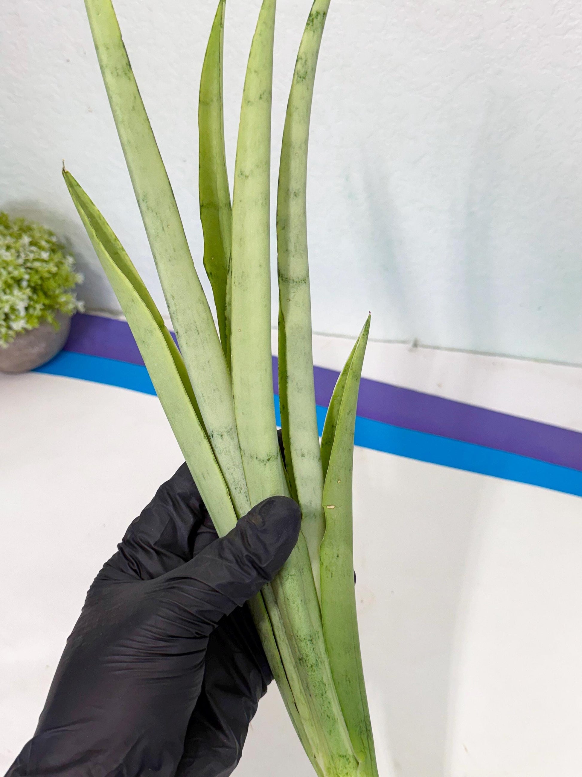 Sansevieria Kamakiri (gg) (6) | New Imported Hybrids