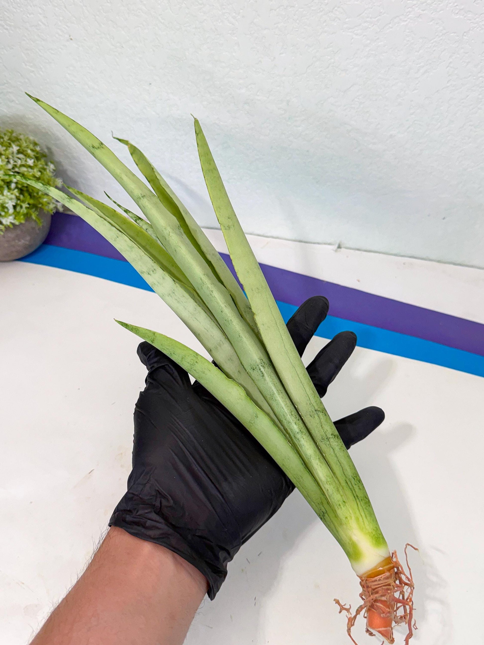 Sansevieria Kamakiri (gg) (6) | New Imported Hybrids