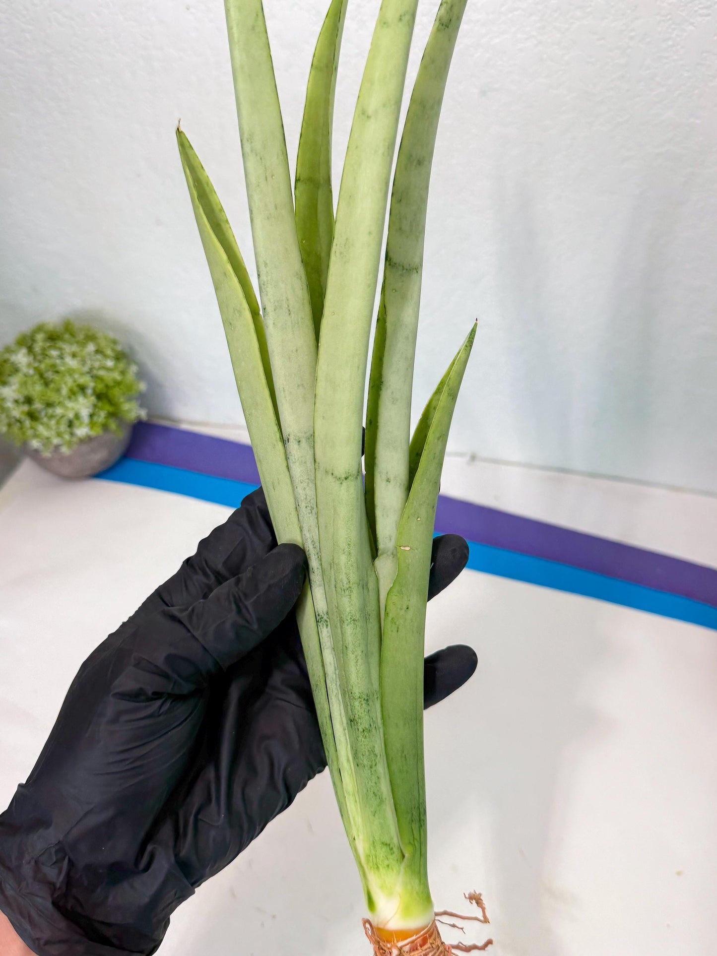 Sansevieria Kamakiri (gg) (6) | New Imported Hybrids