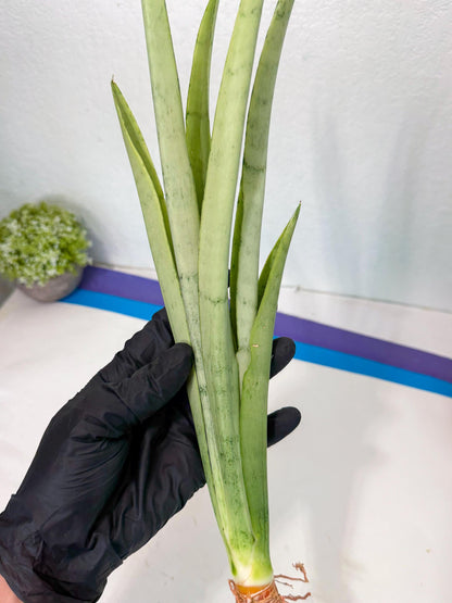 Sansevieria Kamakiri (gg) (6) | New Imported Hybrids