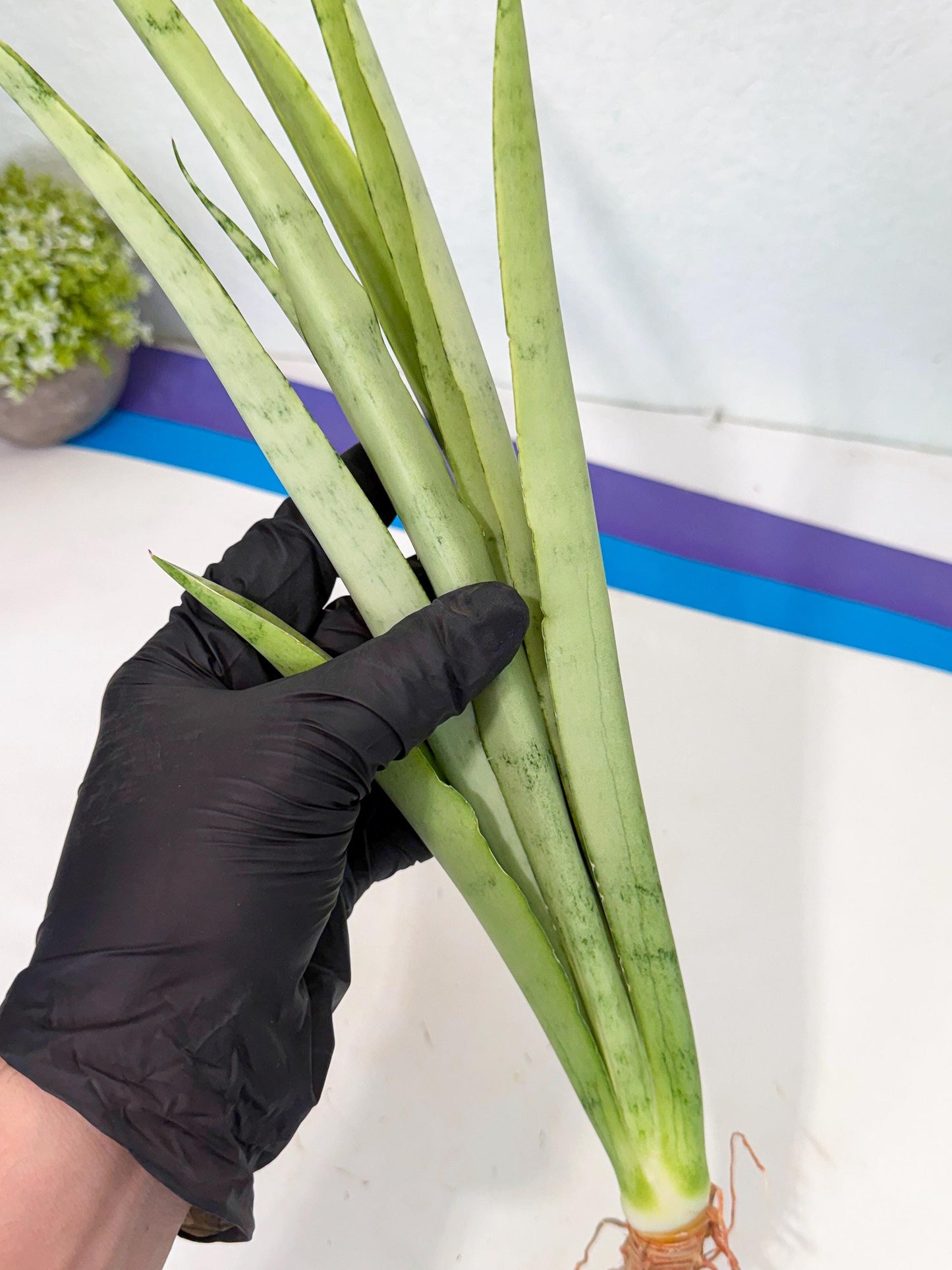 Sansevieria Kamakiri (gg) (6) | New Imported Hybrids