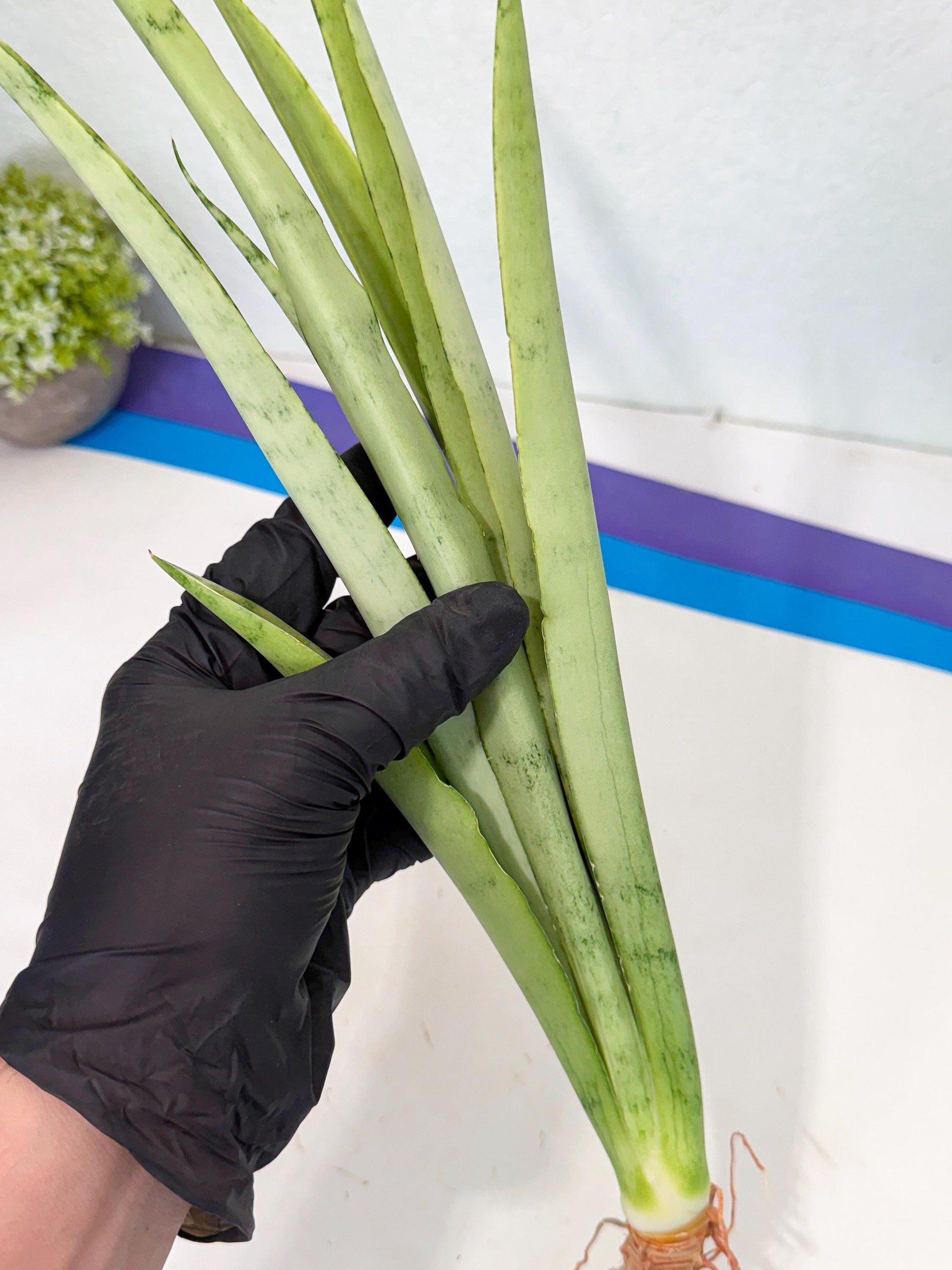 Sansevieria Kamakiri (gg) (6) | New Imported Hybrids