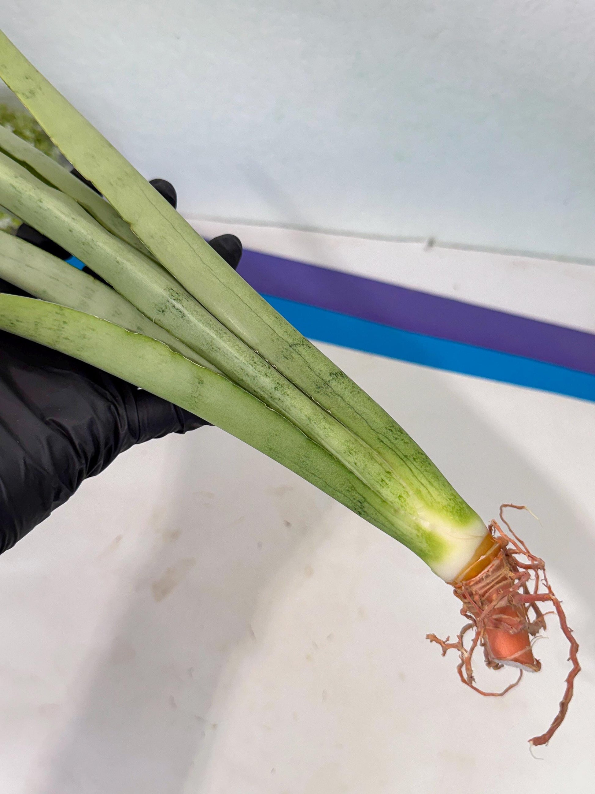 Sansevieria Kamakiri (gg) (6) | New Imported Hybrids
